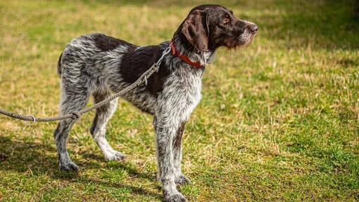 Wiry dog clearance hair